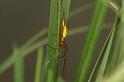 Tetragnatha_extensa_D5077_Z_89_Canal du Nivernais_Frankrijk